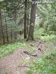 [P02] Prin padure, spre refugiul Diana » foto by Claudiu U.
 - 
<span class="allrVoted glyphicon glyphicon-heart hidden" id="av280602"></span>
<a class="m-l-10 hidden" id="sv280602" onclick="voting_Foto_DelVot(,280602,5764)" role="button">șterge vot <span class="glyphicon glyphicon-remove"></span></a>
<a id="v9280602" class=" c-red"  onclick="voting_Foto_SetVot(280602)" role="button"><span class="glyphicon glyphicon-heart-empty"></span> <b>LIKE</b> = Votează poza</a> <img class="hidden"  id="f280602W9" src="/imagini/loader.gif" border="0" /><span class="AjErrMes hidden" id="e280602ErM"></span>