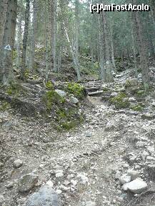 [P29] Coborarea prin padure. Se pot vedea si cateva trepte amenajate » foto by Claudiu U.
 - 
<span class="allrVoted glyphicon glyphicon-heart hidden" id="av280629"></span>
<a class="m-l-10 hidden" id="sv280629" onclick="voting_Foto_DelVot(,280629,5764)" role="button">șterge vot <span class="glyphicon glyphicon-remove"></span></a>
<a id="v9280629" class=" c-red"  onclick="voting_Foto_SetVot(280629)" role="button"><span class="glyphicon glyphicon-heart-empty"></span> <b>LIKE</b> = Votează poza</a> <img class="hidden"  id="f280629W9" src="/imagini/loader.gif" border="0" /><span class="AjErrMes hidden" id="e280629ErM"></span>