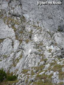 [P06] Cablul metalic ce ne-a ajutat sa urcam Umarul din Padina Popii » foto by Claudiu U.
 - 
<span class="allrVoted glyphicon glyphicon-heart hidden" id="av280606"></span>
<a class="m-l-10 hidden" id="sv280606" onclick="voting_Foto_DelVot(,280606,5764)" role="button">șterge vot <span class="glyphicon glyphicon-remove"></span></a>
<a id="v9280606" class=" c-red"  onclick="voting_Foto_SetVot(280606)" role="button"><span class="glyphicon glyphicon-heart-empty"></span> <b>LIKE</b> = Votează poza</a> <img class="hidden"  id="f280606W9" src="/imagini/loader.gif" border="0" /><span class="AjErrMes hidden" id="e280606ErM"></span>