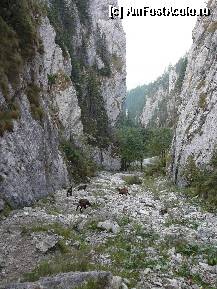 [P26] De ce ne apropiam mai mult, numarul caprelor negre crestea » foto by Claudiu U.
 - 
<span class="allrVoted glyphicon glyphicon-heart hidden" id="av281850"></span>
<a class="m-l-10 hidden" id="sv281850" onclick="voting_Foto_DelVot(,281850,5764)" role="button">șterge vot <span class="glyphicon glyphicon-remove"></span></a>
<a id="v9281850" class=" c-red"  onclick="voting_Foto_SetVot(281850)" role="button"><span class="glyphicon glyphicon-heart-empty"></span> <b>LIKE</b> = Votează poza</a> <img class="hidden"  id="f281850W9" src="/imagini/loader.gif" border="0" /><span class="AjErrMes hidden" id="e281850ErM"></span>