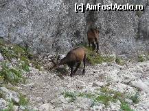 [P30] Daca doriti, putem da si mana (sau copita) » foto by Claudiu U.
 - 
<span class="allrVoted glyphicon glyphicon-heart hidden" id="av281854"></span>
<a class="m-l-10 hidden" id="sv281854" onclick="voting_Foto_DelVot(,281854,5764)" role="button">șterge vot <span class="glyphicon glyphicon-remove"></span></a>
<a id="v9281854" class=" c-red"  onclick="voting_Foto_SetVot(281854)" role="button"><span class="glyphicon glyphicon-heart-empty"></span> <b>LIKE</b> = Votează poza</a> <img class="hidden"  id="f281854W9" src="/imagini/loader.gif" border="0" /><span class="AjErrMes hidden" id="e281854ErM"></span>