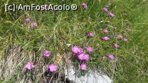 [P16] Garofita Pietrei Craiului » foto by raducondurache
 - 
<span class="allrVoted glyphicon glyphicon-heart hidden" id="av1100009"></span>
<a class="m-l-10 hidden" id="sv1100009" onclick="voting_Foto_DelVot(,1100009,5764)" role="button">șterge vot <span class="glyphicon glyphicon-remove"></span></a>
<a id="v91100009" class=" c-red"  onclick="voting_Foto_SetVot(1100009)" role="button"><span class="glyphicon glyphicon-heart-empty"></span> <b>LIKE</b> = Votează poza</a> <img class="hidden"  id="f1100009W9" src="/imagini/loader.gif" border="0" /><span class="AjErrMes hidden" id="e1100009ErM"></span>