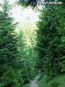 [P02] Traseul prin padure spre cabana Curmatura » foto by Lumis66
 - 
<span class="allrVoted glyphicon glyphicon-heart hidden" id="av231930"></span>
<a class="m-l-10 hidden" id="sv231930" onclick="voting_Foto_DelVot(,231930,5764)" role="button">șterge vot <span class="glyphicon glyphicon-remove"></span></a>
<a id="v9231930" class=" c-red"  onclick="voting_Foto_SetVot(231930)" role="button"><span class="glyphicon glyphicon-heart-empty"></span> <b>LIKE</b> = Votează poza</a> <img class="hidden"  id="f231930W9" src="/imagini/loader.gif" border="0" /><span class="AjErrMes hidden" id="e231930ErM"></span>