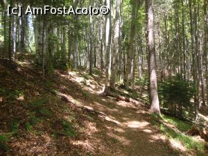 [P18] Tot mai sus prin pădure, spre Cabana Curmătura.  » foto by Floryn81
 - 
<span class="allrVoted glyphicon glyphicon-heart hidden" id="av878766"></span>
<a class="m-l-10 hidden" id="sv878766" onclick="voting_Foto_DelVot(,878766,5764)" role="button">șterge vot <span class="glyphicon glyphicon-remove"></span></a>
<a id="v9878766" class=" c-red"  onclick="voting_Foto_SetVot(878766)" role="button"><span class="glyphicon glyphicon-heart-empty"></span> <b>LIKE</b> = Votează poza</a> <img class="hidden"  id="f878766W9" src="/imagini/loader.gif" border="0" /><span class="AjErrMes hidden" id="e878766ErM"></span>