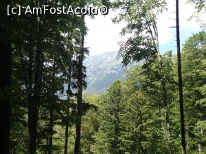 [P19] Înaintăm pe Muchia Curmăturii. În stânga se zăreşte printre copaci creasta Pietrei Craiului.  » foto by Floryn81
 - 
<span class="allrVoted glyphicon glyphicon-heart hidden" id="av878767"></span>
<a class="m-l-10 hidden" id="sv878767" onclick="voting_Foto_DelVot(,878767,5764)" role="button">șterge vot <span class="glyphicon glyphicon-remove"></span></a>
<a id="v9878767" class=" c-red"  onclick="voting_Foto_SetVot(878767)" role="button"><span class="glyphicon glyphicon-heart-empty"></span> <b>LIKE</b> = Votează poza</a> <img class="hidden"  id="f878767W9" src="/imagini/loader.gif" border="0" /><span class="AjErrMes hidden" id="e878767ErM"></span>