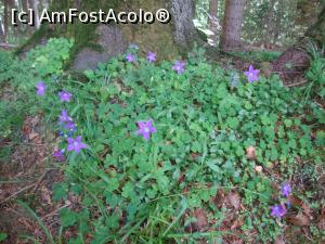 [P20] Un mic popas - am admirat floricelele din pădure.  » foto by Floryn81
 - 
<span class="allrVoted glyphicon glyphicon-heart hidden" id="av878768"></span>
<a class="m-l-10 hidden" id="sv878768" onclick="voting_Foto_DelVot(,878768,5764)" role="button">șterge vot <span class="glyphicon glyphicon-remove"></span></a>
<a id="v9878768" class=" c-red"  onclick="voting_Foto_SetVot(878768)" role="button"><span class="glyphicon glyphicon-heart-empty"></span> <b>LIKE</b> = Votează poza</a> <img class="hidden"  id="f878768W9" src="/imagini/loader.gif" border="0" /><span class="AjErrMes hidden" id="e878768ErM"></span>