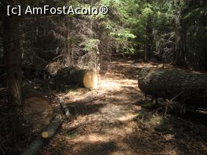 [P21] Poteca este îngrijită, astfel că se poate înainta relativ uşor pe această porţiune de traseu.  » foto by Floryn81
 - 
<span class="allrVoted glyphicon glyphicon-heart hidden" id="av878769"></span>
<a class="m-l-10 hidden" id="sv878769" onclick="voting_Foto_DelVot(,878769,5764)" role="button">șterge vot <span class="glyphicon glyphicon-remove"></span></a>
<a id="v9878769" class=" c-red"  onclick="voting_Foto_SetVot(878769)" role="button"><span class="glyphicon glyphicon-heart-empty"></span> <b>LIKE</b> = Votează poza</a> <img class="hidden"  id="f878769W9" src="/imagini/loader.gif" border="0" /><span class="AjErrMes hidden" id="e878769ErM"></span>