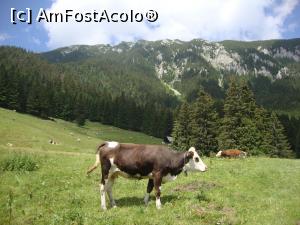 [P25] O fi văcuţa Milka? Parcă aceea avea totuşi altă culoare... Hmm!  » foto by Floryn81
 - 
<span class="allrVoted glyphicon glyphicon-heart hidden" id="av878773"></span>
<a class="m-l-10 hidden" id="sv878773" onclick="voting_Foto_DelVot(,878773,5764)" role="button">șterge vot <span class="glyphicon glyphicon-remove"></span></a>
<a id="v9878773" class=" c-red"  onclick="voting_Foto_SetVot(878773)" role="button"><span class="glyphicon glyphicon-heart-empty"></span> <b>LIKE</b> = Votează poza</a> <img class="hidden"  id="f878773W9" src="/imagini/loader.gif" border="0" /><span class="AjErrMes hidden" id="e878773ErM"></span>