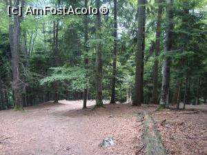 [P58] Din Poiana Zănoaga am făcut cam o oră în coborâre spre Fântâna lui Botorog.  » foto by Floryn81
 - 
<span class="allrVoted glyphicon glyphicon-heart hidden" id="av878806"></span>
<a class="m-l-10 hidden" id="sv878806" onclick="voting_Foto_DelVot(,878806,5764)" role="button">șterge vot <span class="glyphicon glyphicon-remove"></span></a>
<a id="v9878806" class=" c-red"  onclick="voting_Foto_SetVot(878806)" role="button"><span class="glyphicon glyphicon-heart-empty"></span> <b>LIKE</b> = Votează poza</a> <img class="hidden"  id="f878806W9" src="/imagini/loader.gif" border="0" /><span class="AjErrMes hidden" id="e878806ErM"></span>