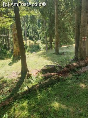 [P46] frumusețea pădurii » foto by robert
 - 
<span class="allrVoted glyphicon glyphicon-heart hidden" id="av1183143"></span>
<a class="m-l-10 hidden" id="sv1183143" onclick="voting_Foto_DelVot(,1183143,5764)" role="button">șterge vot <span class="glyphicon glyphicon-remove"></span></a>
<a id="v91183143" class=" c-red"  onclick="voting_Foto_SetVot(1183143)" role="button"><span class="glyphicon glyphicon-heart-empty"></span> <b>LIKE</b> = Votează poza</a> <img class="hidden"  id="f1183143W9" src="/imagini/loader.gif" border="0" /><span class="AjErrMes hidden" id="e1183143ErM"></span>