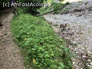 [P23] de aici incepe Poteca Piticilor » foto by Dan&Ema
 - 
<span class="allrVoted glyphicon glyphicon-heart hidden" id="av1170953"></span>
<a class="m-l-10 hidden" id="sv1170953" onclick="voting_Foto_DelVot(,1170953,5764)" role="button">șterge vot <span class="glyphicon glyphicon-remove"></span></a>
<a id="v91170953" class=" c-red"  onclick="voting_Foto_SetVot(1170953)" role="button"><span class="glyphicon glyphicon-heart-empty"></span> <b>LIKE</b> = Votează poza</a> <img class="hidden"  id="f1170953W9" src="/imagini/loader.gif" border="0" /><span class="AjErrMes hidden" id="e1170953ErM"></span>