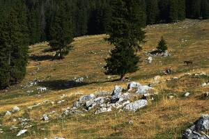 [P05] Libertate » foto by makuy*
 - 
<span class="allrVoted glyphicon glyphicon-heart hidden" id="av674987"></span>
<a class="m-l-10 hidden" id="sv674987" onclick="voting_Foto_DelVot(,674987,5764)" role="button">șterge vot <span class="glyphicon glyphicon-remove"></span></a>
<a id="v9674987" class=" c-red"  onclick="voting_Foto_SetVot(674987)" role="button"><span class="glyphicon glyphicon-heart-empty"></span> <b>LIKE</b> = Votează poza</a> <img class="hidden"  id="f674987W9" src="/imagini/loader.gif" border="0" /><span class="AjErrMes hidden" id="e674987ErM"></span>