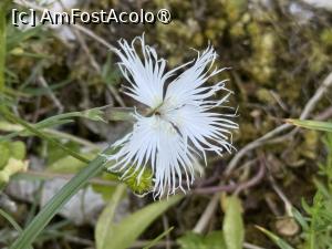 [P09] Barba Ungurului sau Garofița Sălbatică Franjurata » foto by Mika
 - 
<span class="allrVoted glyphicon glyphicon-heart hidden" id="av1491765"></span>
<a class="m-l-10 hidden" id="sv1491765" onclick="voting_Foto_DelVot(,1491765,5764)" role="button">șterge vot <span class="glyphicon glyphicon-remove"></span></a>
<a id="v91491765" class=" c-red"  onclick="voting_Foto_SetVot(1491765)" role="button"><span class="glyphicon glyphicon-heart-empty"></span> <b>LIKE</b> = Votează poza</a> <img class="hidden"  id="f1491765W9" src="/imagini/loader.gif" border="0" /><span class="AjErrMes hidden" id="e1491765ErM"></span>