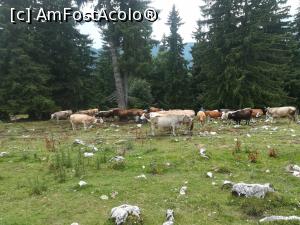 [P52] In Poiana Zănoaga » foto by Mika
 - 
<span class="allrVoted glyphicon glyphicon-heart hidden" id="av1090923"></span>
<a class="m-l-10 hidden" id="sv1090923" onclick="voting_Foto_DelVot(,1090923,5764)" role="button">șterge vot <span class="glyphicon glyphicon-remove"></span></a>
<a id="v91090923" class=" c-red"  onclick="voting_Foto_SetVot(1090923)" role="button"><span class="glyphicon glyphicon-heart-empty"></span> <b>LIKE</b> = Votează poza</a> <img class="hidden"  id="f1090923W9" src="/imagini/loader.gif" border="0" /><span class="AjErrMes hidden" id="e1090923ErM"></span>