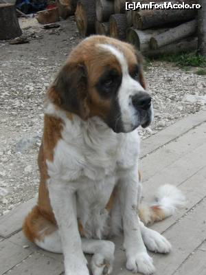 [P01]  -- <small>// FĂRĂ DESCRIERE</small> » foto by Flaviuss
 - 
<span class="allrVoted glyphicon glyphicon-heart hidden" id="av621327"></span>
<a class="m-l-10 hidden" id="sv621327" onclick="voting_Foto_DelVot(,621327,5764)" role="button">șterge vot <span class="glyphicon glyphicon-remove"></span></a>
<a id="v9621327" class=" c-red"  onclick="voting_Foto_SetVot(621327)" role="button"><span class="glyphicon glyphicon-heart-empty"></span> <b>LIKE</b> = Votează poza</a> <img class="hidden"  id="f621327W9" src="/imagini/loader.gif" border="0" /><span class="AjErrMes hidden" id="e621327ErM"></span>