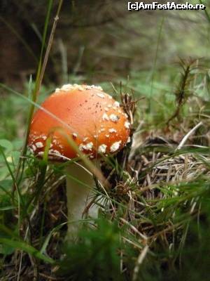 [P06]  -- <small>// FĂRĂ DESCRIERE</small> » foto by Flaviuss
 - 
<span class="allrVoted glyphicon glyphicon-heart hidden" id="av621332"></span>
<a class="m-l-10 hidden" id="sv621332" onclick="voting_Foto_DelVot(,621332,5764)" role="button">șterge vot <span class="glyphicon glyphicon-remove"></span></a>
<a id="v9621332" class=" c-red"  onclick="voting_Foto_SetVot(621332)" role="button"><span class="glyphicon glyphicon-heart-empty"></span> <b>LIKE</b> = Votează poza</a> <img class="hidden"  id="f621332W9" src="/imagini/loader.gif" border="0" /><span class="AjErrMes hidden" id="e621332ErM"></span>