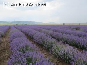 [P05] Aurul Mov dincolo de Razgrad, la marginea E 70.  » foto by tata123 🔱
 - 
<span class="allrVoted glyphicon glyphicon-heart hidden" id="av869215"></span>
<a class="m-l-10 hidden" id="sv869215" onclick="voting_Foto_DelVot(,869215,5875)" role="button">șterge vot <span class="glyphicon glyphicon-remove"></span></a>
<a id="v9869215" class=" c-red"  onclick="voting_Foto_SetVot(869215)" role="button"><span class="glyphicon glyphicon-heart-empty"></span> <b>LIKE</b> = Votează poza</a> <img class="hidden"  id="f869215W9" src="/imagini/loader.gif" border="0" /><span class="AjErrMes hidden" id="e869215ErM"></span>