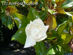 [P19] Magnolia de pe vremea Reginei Maria » foto by Yolanda
 - 
<span class="allrVoted glyphicon glyphicon-heart hidden" id="av881513"></span>
<a class="m-l-10 hidden" id="sv881513" onclick="voting_Foto_DelVot(,881513,5878)" role="button">șterge vot <span class="glyphicon glyphicon-remove"></span></a>
<a id="v9881513" class=" c-red"  onclick="voting_Foto_SetVot(881513)" role="button"><span class="glyphicon glyphicon-heart-empty"></span> <b>LIKE</b> = Votează poza</a> <img class="hidden"  id="f881513W9" src="/imagini/loader.gif" border="0" /><span class="AjErrMes hidden" id="e881513ErM"></span>