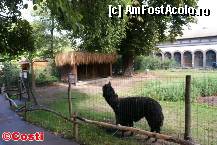 [P03] Zoo Leipzig / Reşedinţa de vară pentru două animale foarte înrudite, care au fost şi 'botezate': lama Horst and alpacaua Harry » foto by Costi
 - 
<span class="allrVoted glyphicon glyphicon-heart hidden" id="av329170"></span>
<a class="m-l-10 hidden" id="sv329170" onclick="voting_Foto_DelVot(,329170,5925)" role="button">șterge vot <span class="glyphicon glyphicon-remove"></span></a>
<a id="v9329170" class=" c-red"  onclick="voting_Foto_SetVot(329170)" role="button"><span class="glyphicon glyphicon-heart-empty"></span> <b>LIKE</b> = Votează poza</a> <img class="hidden"  id="f329170W9" src="/imagini/loader.gif" border="0" /><span class="AjErrMes hidden" id="e329170ErM"></span>