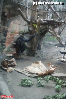 [P34] Zoo Leipzig / Un cimpanzeu dezinhibat, care face pipi în văzul lumii » foto by Costi
 - 
<span class="allrVoted glyphicon glyphicon-heart hidden" id="av329230"></span>
<a class="m-l-10 hidden" id="sv329230" onclick="voting_Foto_DelVot(,329230,5925)" role="button">șterge vot <span class="glyphicon glyphicon-remove"></span></a>
<a id="v9329230" class=" c-red"  onclick="voting_Foto_SetVot(329230)" role="button"><span class="glyphicon glyphicon-heart-empty"></span> <b>LIKE</b> = Votează poza</a> <img class="hidden"  id="f329230W9" src="/imagini/loader.gif" border="0" /><span class="AjErrMes hidden" id="e329230ErM"></span>