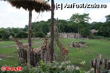 [P35] Zoo Leipzig / Girafe, în savana africană » foto by Costi
 - 
<span class="allrVoted glyphicon glyphicon-heart hidden" id="av329231"></span>
<a class="m-l-10 hidden" id="sv329231" onclick="voting_Foto_DelVot(,329231,5925)" role="button">șterge vot <span class="glyphicon glyphicon-remove"></span></a>
<a id="v9329231" class=" c-red"  onclick="voting_Foto_SetVot(329231)" role="button"><span class="glyphicon glyphicon-heart-empty"></span> <b>LIKE</b> = Votează poza</a> <img class="hidden"  id="f329231W9" src="/imagini/loader.gif" border="0" /><span class="AjErrMes hidden" id="e329231ErM"></span>