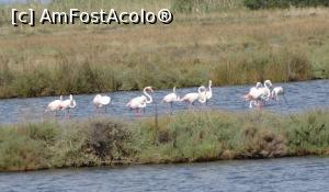 [P17] Elegante și grațioase - flamingo » foto by BOGDAN DSN
 - 
<span class="allrVoted glyphicon glyphicon-heart hidden" id="av1146780"></span>
<a class="m-l-10 hidden" id="sv1146780" onclick="voting_Foto_DelVot(,1146780,6010)" role="button">șterge vot <span class="glyphicon glyphicon-remove"></span></a>
<a id="v91146780" class=" c-red"  onclick="voting_Foto_SetVot(1146780)" role="button"><span class="glyphicon glyphicon-heart-empty"></span> <b>LIKE</b> = Votează poza</a> <img class="hidden"  id="f1146780W9" src="/imagini/loader.gif" border="0" /><span class="AjErrMes hidden" id="e1146780ErM"></span>