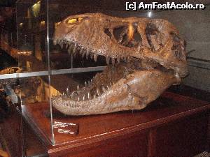 [P08] Head of Tyrannosaurus Rex, aflat la balconul care privește spre sala dinozaurilor. (Sfat: explorați toate colțurile, nu se știe ce anume interesant veți găsi :))  » foto by diacrys*
 - 
<span class="allrVoted glyphicon glyphicon-heart hidden" id="av555922"></span>
<a class="m-l-10 hidden" id="sv555922" onclick="voting_Foto_DelVot(,555922,6029)" role="button">șterge vot <span class="glyphicon glyphicon-remove"></span></a>
<a id="v9555922" class=" c-red"  onclick="voting_Foto_SetVot(555922)" role="button"><span class="glyphicon glyphicon-heart-empty"></span> <b>LIKE</b> = Votează poza</a> <img class="hidden"  id="f555922W9" src="/imagini/loader.gif" border="0" /><span class="AjErrMes hidden" id="e555922ErM"></span>