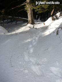 [P09] Din categoria 'Nu faceti ca noi (daca nu stiti ce faceti)'. Am scurtat un pic drumul, dar stiam exact pe unde sa o luam. Nefacand parte din traseu marcat, zapada era neinceputa iar urmele sunt doar ale noastre » foto by Claudiu U.
 - 
<span class="allrVoted glyphicon glyphicon-heart hidden" id="av190282"></span>
<a class="m-l-10 hidden" id="sv190282" onclick="voting_Foto_DelVot(,190282,6094)" role="button">șterge vot <span class="glyphicon glyphicon-remove"></span></a>
<a id="v9190282" class=" c-red"  onclick="voting_Foto_SetVot(190282)" role="button"><span class="glyphicon glyphicon-heart-empty"></span> <b>LIKE</b> = Votează poza</a> <img class="hidden"  id="f190282W9" src="/imagini/loader.gif" border="0" /><span class="AjErrMes hidden" id="e190282ErM"></span>