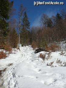 [P11] ...din ce in ce padurea se rarefiaza. Aici se vede si cararea pe care am coborat » foto by Claudiu U.
 - 
<span class="allrVoted glyphicon glyphicon-heart hidden" id="av192594"></span>
<a class="m-l-10 hidden" id="sv192594" onclick="voting_Foto_DelVot(,192594,6094)" role="button">șterge vot <span class="glyphicon glyphicon-remove"></span></a>
<a id="v9192594" class=" c-red"  onclick="voting_Foto_SetVot(192594)" role="button"><span class="glyphicon glyphicon-heart-empty"></span> <b>LIKE</b> = Votează poza</a> <img class="hidden"  id="f192594W9" src="/imagini/loader.gif" border="0" /><span class="AjErrMes hidden" id="e192594ErM"></span>