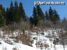 [P17] O zona mai luminoasa. Stratul de zapada este deja din ce in ce mai mic » foto by Claudiu U.
 - 
<span class="allrVoted glyphicon glyphicon-heart hidden" id="av192600"></span>
<a class="m-l-10 hidden" id="sv192600" onclick="voting_Foto_DelVot(,192600,6094)" role="button">șterge vot <span class="glyphicon glyphicon-remove"></span></a>
<a id="v9192600" class=" c-red"  onclick="voting_Foto_SetVot(192600)" role="button"><span class="glyphicon glyphicon-heart-empty"></span> <b>LIKE</b> = Votează poza</a> <img class="hidden"  id="f192600W9" src="/imagini/loader.gif" border="0" /><span class="AjErrMes hidden" id="e192600ErM"></span>