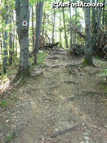 [P05] Prima parte a urcusului prin padure » foto by Claudiu U.
 - 
<span class="allrVoted glyphicon glyphicon-heart hidden" id="av329469"></span>
<a class="m-l-10 hidden" id="sv329469" onclick="voting_Foto_DelVot(,329469,6094)" role="button">șterge vot <span class="glyphicon glyphicon-remove"></span></a>
<a id="v9329469" class=" c-red"  onclick="voting_Foto_SetVot(329469)" role="button"><span class="glyphicon glyphicon-heart-empty"></span> <b>LIKE</b> = Votează poza</a> <img class="hidden"  id="f329469W9" src="/imagini/loader.gif" border="0" /><span class="AjErrMes hidden" id="e329469ErM"></span>