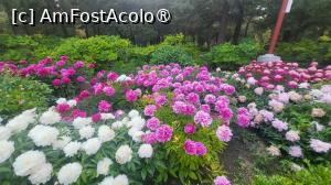 [P02] Acest parc are cea mai mare gradina de bujori din Beijing si in luna mai a fiecarui an, odata cu inflorirea celor 200 de soiuri, parcul afiseaza o scena plina de culoare si miros suav. » foto by geani anto
 - 
<span class="allrVoted glyphicon glyphicon-heart hidden" id="av1488360"></span>
<a class="m-l-10 hidden" id="sv1488360" onclick="voting_Foto_DelVot(,1488360,6234)" role="button">șterge vot <span class="glyphicon glyphicon-remove"></span></a>
<a id="v91488360" class=" c-red"  onclick="voting_Foto_SetVot(1488360)" role="button"><span class="glyphicon glyphicon-heart-empty"></span> <b>LIKE</b> = Votează poza</a> <img class="hidden"  id="f1488360W9" src="/imagini/loader.gif" border="0" /><span class="AjErrMes hidden" id="e1488360ErM"></span>