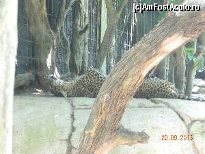 P28 [SEP-2013] mata tot mata... sau leopard