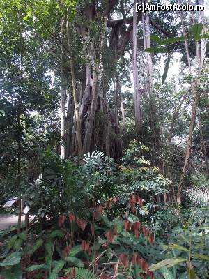 P12 [DEC-2014] Smochinul strangulator (Ficus kerkhovenii) Rain Forest
