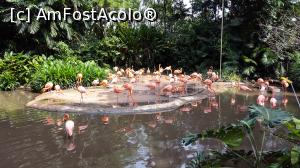 [P05] Jurong Bird Park » foto by mcnegoita
 - 
<span class="allrVoted glyphicon glyphicon-heart hidden" id="av799295"></span>
<a class="m-l-10 hidden" id="sv799295" onclick="voting_Foto_DelVot(,799295,6314)" role="button">șterge vot <span class="glyphicon glyphicon-remove"></span></a>
<a id="v9799295" class=" c-red"  onclick="voting_Foto_SetVot(799295)" role="button"><span class="glyphicon glyphicon-heart-empty"></span> <b>LIKE</b> = Votează poza</a> <img class="hidden"  id="f799295W9" src="/imagini/loader.gif" border="0" /><span class="AjErrMes hidden" id="e799295ErM"></span>