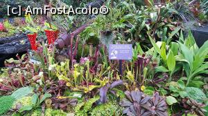[P10] Plante carnivore » foto by r-Uca
 - 
<span class="allrVoted glyphicon glyphicon-heart hidden" id="av970654"></span>
<a class="m-l-10 hidden" id="sv970654" onclick="voting_Foto_DelVot(,970654,6314)" role="button">șterge vot <span class="glyphicon glyphicon-remove"></span></a>
<a id="v9970654" class=" c-red"  onclick="voting_Foto_SetVot(970654)" role="button"><span class="glyphicon glyphicon-heart-empty"></span> <b>LIKE</b> = Votează poza</a> <img class="hidden"  id="f970654W9" src="/imagini/loader.gif" border="0" /><span class="AjErrMes hidden" id="e970654ErM"></span>