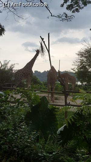 [P11] Prin gradina zoologica - girafe » foto by r-Uca
 - 
<span class="allrVoted glyphicon glyphicon-heart hidden" id="av971100"></span>
<a class="m-l-10 hidden" id="sv971100" onclick="voting_Foto_DelVot(,971100,6314)" role="button">șterge vot <span class="glyphicon glyphicon-remove"></span></a>
<a id="v9971100" class=" c-red"  onclick="voting_Foto_SetVot(971100)" role="button"><span class="glyphicon glyphicon-heart-empty"></span> <b>LIKE</b> = Votează poza</a> <img class="hidden"  id="f971100W9" src="/imagini/loader.gif" border="0" /><span class="AjErrMes hidden" id="e971100ErM"></span>