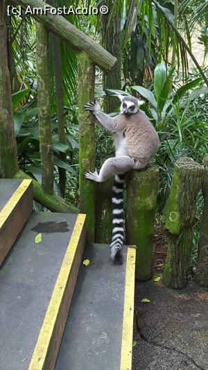 [P12] Prin gradinza zoologica - King Julien :D » foto by r-Uca
 - 
<span class="allrVoted glyphicon glyphicon-heart hidden" id="av971101"></span>
<a class="m-l-10 hidden" id="sv971101" onclick="voting_Foto_DelVot(,971101,6314)" role="button">șterge vot <span class="glyphicon glyphicon-remove"></span></a>
<a id="v9971101" class=" c-red"  onclick="voting_Foto_SetVot(971101)" role="button"><span class="glyphicon glyphicon-heart-empty"></span> <b>LIKE</b> = Votează poza</a> <img class="hidden"  id="f971101W9" src="/imagini/loader.gif" border="0" /><span class="AjErrMes hidden" id="e971101ErM"></span>