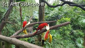 [P13] Prin gradinza zoologica - papagali frumosi » foto by r-Uca
 - 
<span class="allrVoted glyphicon glyphicon-heart hidden" id="av971102"></span>
<a class="m-l-10 hidden" id="sv971102" onclick="voting_Foto_DelVot(,971102,6314)" role="button">șterge vot <span class="glyphicon glyphicon-remove"></span></a>
<a id="v9971102" class=" c-red"  onclick="voting_Foto_SetVot(971102)" role="button"><span class="glyphicon glyphicon-heart-empty"></span> <b>LIKE</b> = Votează poza</a> <img class="hidden"  id="f971102W9" src="/imagini/loader.gif" border="0" /><span class="AjErrMes hidden" id="e971102ErM"></span>