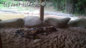 [P09] Prin gradina zoologica - hiene » foto by r-Uca
 - 
<span class="allrVoted glyphicon glyphicon-heart hidden" id="av971098"></span>
<a class="m-l-10 hidden" id="sv971098" onclick="voting_Foto_DelVot(,971098,6314)" role="button">șterge vot <span class="glyphicon glyphicon-remove"></span></a>
<a id="v9971098" class=" c-red"  onclick="voting_Foto_SetVot(971098)" role="button"><span class="glyphicon glyphicon-heart-empty"></span> <b>LIKE</b> = Votează poza</a> <img class="hidden"  id="f971098W9" src="/imagini/loader.gif" border="0" /><span class="AjErrMes hidden" id="e971098ErM"></span>