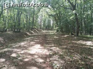 [P08] Prin codru » foto by Marius 72
 - 
<span class="allrVoted glyphicon glyphicon-heart hidden" id="av1432880"></span>
<a class="m-l-10 hidden" id="sv1432880" onclick="voting_Foto_DelVot(,1432880,6324)" role="button">șterge vot <span class="glyphicon glyphicon-remove"></span></a>
<a id="v91432880" class=" c-red"  onclick="voting_Foto_SetVot(1432880)" role="button"><span class="glyphicon glyphicon-heart-empty"></span> <b>LIKE</b> = Votează poza</a> <img class="hidden"  id="f1432880W9" src="/imagini/loader.gif" border="0" /><span class="AjErrMes hidden" id="e1432880ErM"></span>