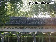 [P28] Sacul cu marlite = recordul marlanilor (Banner de la Hotel Cormoranul) » foto by Tzutzuricu40
 - 
<span class="allrVoted glyphicon glyphicon-heart hidden" id="av244074"></span>
<a class="m-l-10 hidden" id="sv244074" onclick="voting_Foto_DelVot(,244074,6339)" role="button">șterge vot <span class="glyphicon glyphicon-remove"></span></a>
<a id="v9244074" class=" c-red"  onclick="voting_Foto_SetVot(244074)" role="button"><span class="glyphicon glyphicon-heart-empty"></span> <b>LIKE</b> = Votează poza</a> <img class="hidden"  id="f244074W9" src="/imagini/loader.gif" border="0" /><span class="AjErrMes hidden" id="e244074ErM"></span>