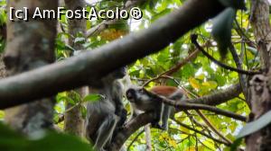 [P14] colobus rosii » foto by robert
 - 
<span class="allrVoted glyphicon glyphicon-heart hidden" id="av1268312"></span>
<a class="m-l-10 hidden" id="sv1268312" onclick="voting_Foto_DelVot(,1268312,6379)" role="button">șterge vot <span class="glyphicon glyphicon-remove"></span></a>
<a id="v91268312" class=" c-red"  onclick="voting_Foto_SetVot(1268312)" role="button"><span class="glyphicon glyphicon-heart-empty"></span> <b>LIKE</b> = Votează poza</a> <img class="hidden"  id="f1268312W9" src="/imagini/loader.gif" border="0" /><span class="AjErrMes hidden" id="e1268312ErM"></span>