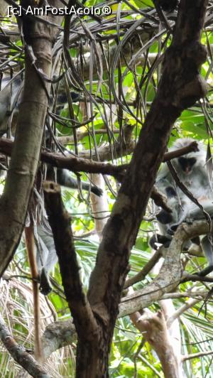 [P16] colobus rosii » foto by robert
 - 
<span class="allrVoted glyphicon glyphicon-heart hidden" id="av1268314"></span>
<a class="m-l-10 hidden" id="sv1268314" onclick="voting_Foto_DelVot(,1268314,6379)" role="button">șterge vot <span class="glyphicon glyphicon-remove"></span></a>
<a id="v91268314" class=" c-red"  onclick="voting_Foto_SetVot(1268314)" role="button"><span class="glyphicon glyphicon-heart-empty"></span> <b>LIKE</b> = Votează poza</a> <img class="hidden"  id="f1268314W9" src="/imagini/loader.gif" border="0" /><span class="AjErrMes hidden" id="e1268314ErM"></span>