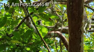 [P18] colobus rosii » foto by robert
 - 
<span class="allrVoted glyphicon glyphicon-heart hidden" id="av1268316"></span>
<a class="m-l-10 hidden" id="sv1268316" onclick="voting_Foto_DelVot(,1268316,6379)" role="button">șterge vot <span class="glyphicon glyphicon-remove"></span></a>
<a id="v91268316" class=" c-red"  onclick="voting_Foto_SetVot(1268316)" role="button"><span class="glyphicon glyphicon-heart-empty"></span> <b>LIKE</b> = Votează poza</a> <img class="hidden"  id="f1268316W9" src="/imagini/loader.gif" border="0" /><span class="AjErrMes hidden" id="e1268316ErM"></span>