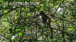 [P20] colobus rosii » foto by robert
 - 
<span class="allrVoted glyphicon glyphicon-heart hidden" id="av1268318"></span>
<a class="m-l-10 hidden" id="sv1268318" onclick="voting_Foto_DelVot(,1268318,6379)" role="button">șterge vot <span class="glyphicon glyphicon-remove"></span></a>
<a id="v91268318" class=" c-red"  onclick="voting_Foto_SetVot(1268318)" role="button"><span class="glyphicon glyphicon-heart-empty"></span> <b>LIKE</b> = Votează poza</a> <img class="hidden"  id="f1268318W9" src="/imagini/loader.gif" border="0" /><span class="AjErrMes hidden" id="e1268318ErM"></span>