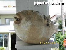 [P06] Un alt exponat al terasei MARINA.... Drăguţ, nu? » foto by bose
 - 
<span class="allrVoted glyphicon glyphicon-heart hidden" id="av177599"></span>
<a class="m-l-10 hidden" id="sv177599" onclick="voting_Foto_DelVot(,177599,6484)" role="button">șterge vot <span class="glyphicon glyphicon-remove"></span></a>
<a id="v9177599" class=" c-red"  onclick="voting_Foto_SetVot(177599)" role="button"><span class="glyphicon glyphicon-heart-empty"></span> <b>LIKE</b> = Votează poza</a> <img class="hidden"  id="f177599W9" src="/imagini/loader.gif" border="0" /><span class="AjErrMes hidden" id="e177599ErM"></span>