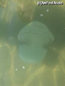 [P04] marea era plina de meduze » foto by bg
 - 
<span class="allrVoted glyphicon glyphicon-heart hidden" id="av289320"></span>
<a class="m-l-10 hidden" id="sv289320" onclick="voting_Foto_DelVot(,289320,6487)" role="button">șterge vot <span class="glyphicon glyphicon-remove"></span></a>
<a id="v9289320" class=" c-red"  onclick="voting_Foto_SetVot(289320)" role="button"><span class="glyphicon glyphicon-heart-empty"></span> <b>LIKE</b> = Votează poza</a> <img class="hidden"  id="f289320W9" src="/imagini/loader.gif" border="0" /><span class="AjErrMes hidden" id="e289320ErM"></span>