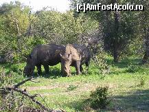 [P17] rinoceri albi,este alt soi decat cel pe care l-am vazut in Kruger-Park,sunt un bej mai deschis » foto by grecudoina
 - 
<span class="allrVoted glyphicon glyphicon-heart hidden" id="av296242"></span>
<a class="m-l-10 hidden" id="sv296242" onclick="voting_Foto_DelVot(,296242,6488)" role="button">șterge vot <span class="glyphicon glyphicon-remove"></span></a>
<a id="v9296242" class=" c-red"  onclick="voting_Foto_SetVot(296242)" role="button"><span class="glyphicon glyphicon-heart-empty"></span> <b>LIKE</b> = Votează poza</a> <img class="hidden"  id="f296242W9" src="/imagini/loader.gif" border="0" /><span class="AjErrMes hidden" id="e296242ErM"></span>