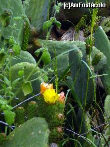 [P30] Alanya, un cactus inflorit sus la Cetate » foto by magdalena
 - 
<span class="allrVoted glyphicon glyphicon-heart hidden" id="av251960"></span>
<a class="m-l-10 hidden" id="sv251960" onclick="voting_Foto_DelVot(,251960,6591)" role="button">șterge vot <span class="glyphicon glyphicon-remove"></span></a>
<a id="v9251960" class=" c-red"  onclick="voting_Foto_SetVot(251960)" role="button"><span class="glyphicon glyphicon-heart-empty"></span> <b>LIKE</b> = Votează poza</a> <img class="hidden"  id="f251960W9" src="/imagini/loader.gif" border="0" /><span class="AjErrMes hidden" id="e251960ErM"></span>